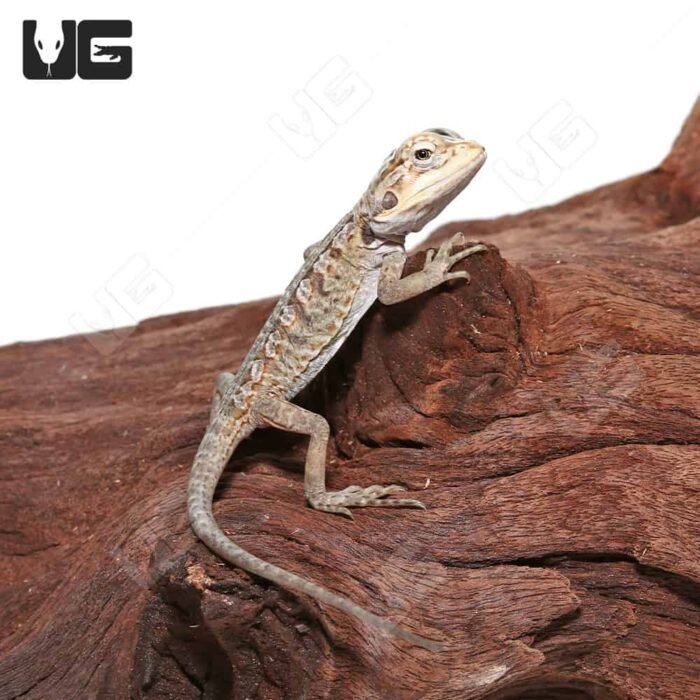 Hypo Silky Bearded Dragon #2 (4-5′”) - Image 4