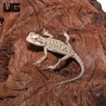 Hypo Silky Bearded Dragon #2 (4-5′”) - Image 3