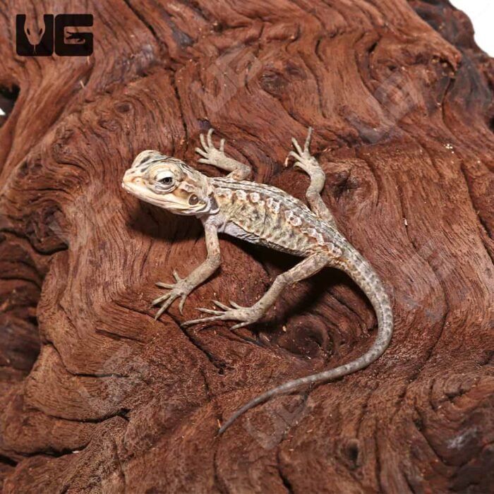 Hypo Silky Bearded Dragon #2 (4-5′”) - Image 3