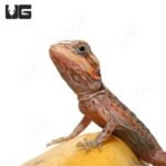 Translucent Silky Bearded Dragon (4-5′”) - Image 2