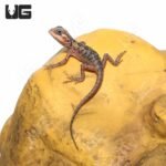 Translucent Silky Bearded Dragon (4-5′”) - Image 4