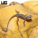 Translucent Silky Bearded Dragon (4-5′”) - Image 3