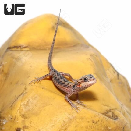 Translucent Silky Bearded Dragon (4-5′”)