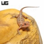 Baby Hypo Translucent Leatherback Bearded Dragon (4-5″)