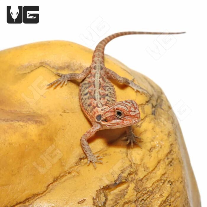 Baby Hypo Translucent Leatherback Bearded Dragon (4-5″) - Image 1