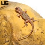 Baby Hypo Translucent Leatherback Bearded Dragon (4-5″) - Image 3