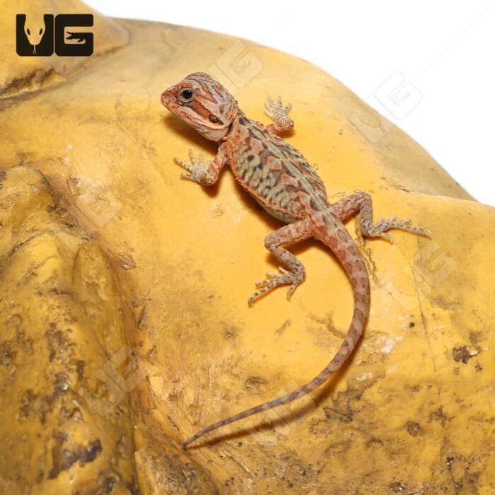 Baby Hypo Translucent Leatherback Bearded Dragon (4-5″) - Image 3