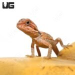 Baby Hypo Translucent Leatherback Bearded Dragon (4-5″) - Image 2