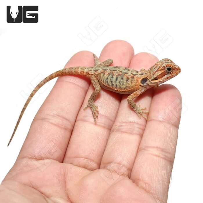 Baby Hypo Translucent Leatherback Bearded Dragon (4-5″) - Image 4