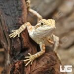 Inferno Leatherback Bearded Dragon (6 – 8″) - Image 2