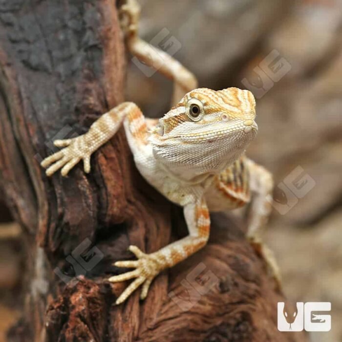 Inferno Leatherback Bearded Dragon (6 – 8″) - Image 2