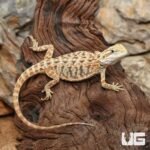 Inferno Leatherback Bearded Dragon (6 – 8″) - Image 4