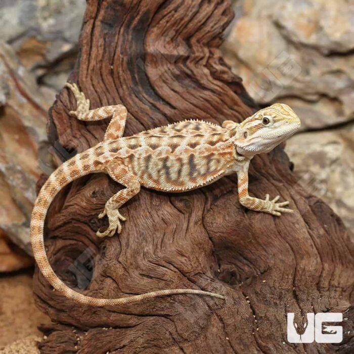 Inferno Leatherback Bearded Dragon (6 – 8″) - Image 4