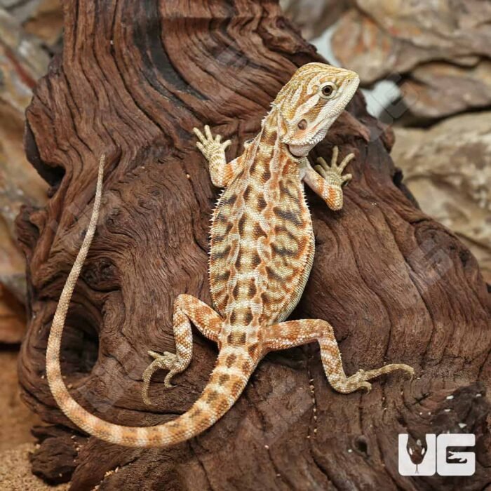 Inferno Leatherback Bearded Dragon (6 – 8″) - Image 1