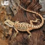 Inferno Leatherback Bearded Dragon (6 – 8″) - Image 3