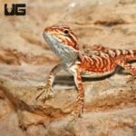 Baby Inferno Leatherback Bearded Dragon (4 – 5″)