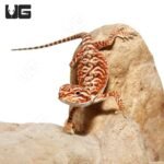 Baby Inferno Leatherback Bearded Dragon (4 – 5″) - Image 3