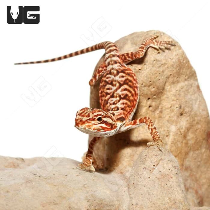 Baby Inferno Leatherback Bearded Dragon (4 – 5″) - Image 3