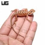 Baby Inferno Leatherback Bearded Dragon (4 – 5″) - Image 4