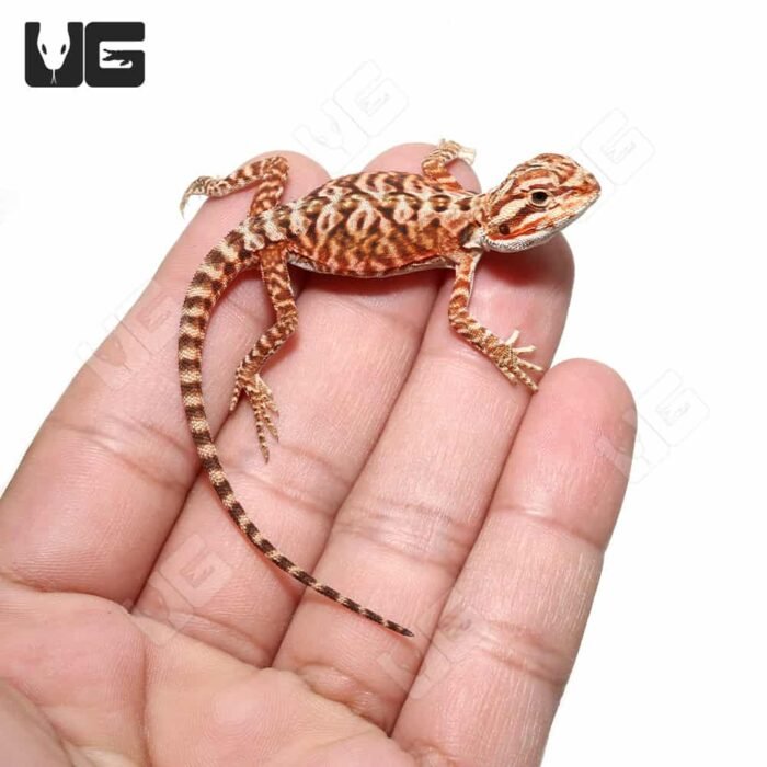 Baby Inferno Leatherback Bearded Dragon (4 – 5″) - Image 4