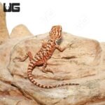 Baby Inferno Leatherback Bearded Dragon (4 – 5″) - Image 2