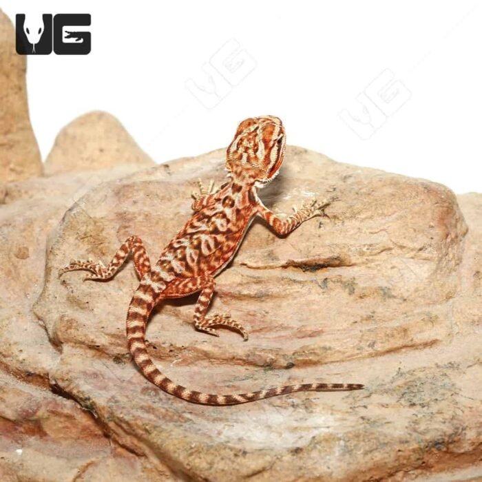 Baby Inferno Leatherback Bearded Dragon (4 – 5″) - Image 2