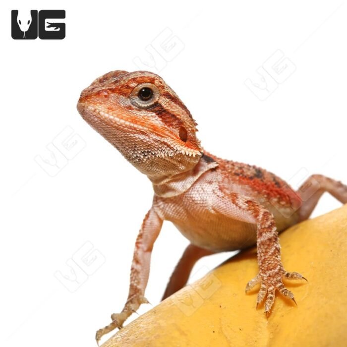 Baby Inferno Translucent Bearded Dragon (4 – 5″) - Image 2