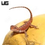 Baby Inferno Translucent Bearded Dragon (4 – 5″) - Image 4
