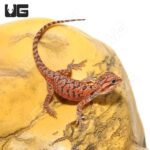 Baby Inferno Translucent Bearded Dragon (4 – 5″)
