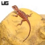 Baby Inferno Translucent Bearded Dragon (4 – 5″) - Image 3