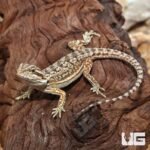 Citrus Dunner Bearded Dragon - Image 4