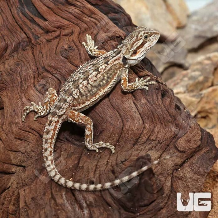 Citrus Dunner Bearded Dragon - Image 1