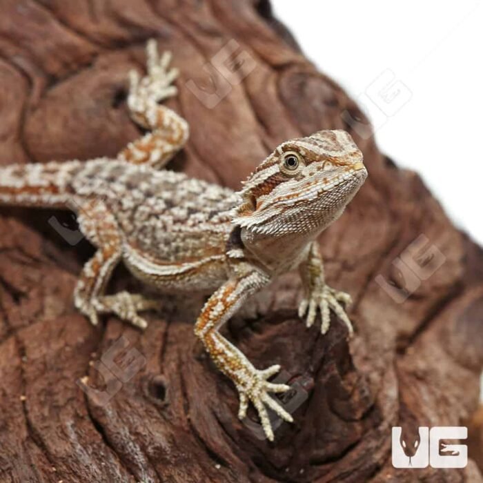 Citrus Dunner Bearded Dragon - Image 2