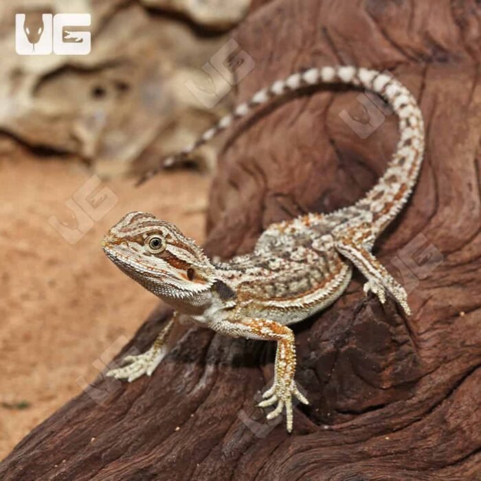 Citrus Dunner Bearded Dragon - Image 3