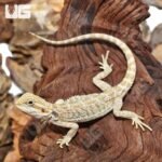 Hypo Citrus Bearded Dragon