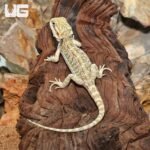 Hypo Citrus Bearded Dragon - Image 3