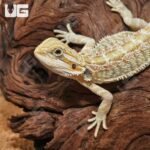 Hypo Citrus Bearded Dragon - Image 2