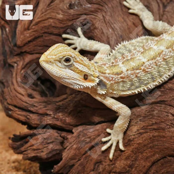 Hypo Citrus Bearded Dragon - Image 2