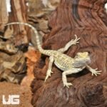 Hypo Citrus Bearded Dragon - Image 4