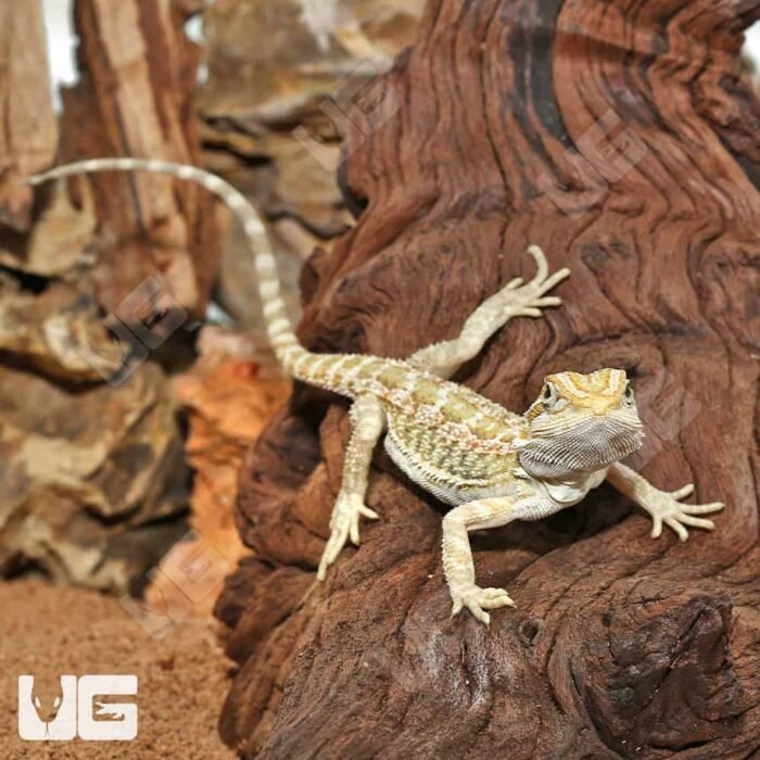 Hypo Citrus Bearded Dragon - Image 4