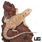 Male Juvenile Hypo Citrus Blue Bar Bearded Dragon - Image 4