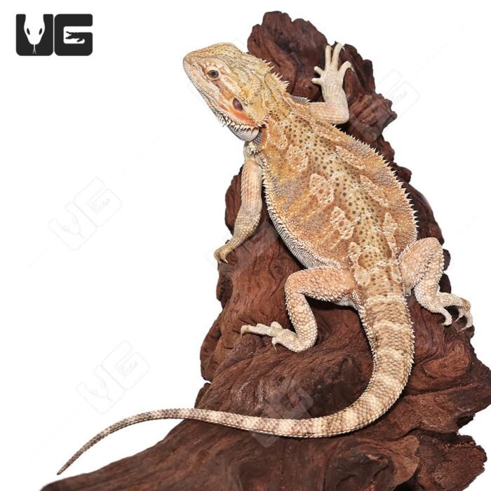 Male Juvenile Hypo Citrus Blue Bar Bearded Dragon - Image 1