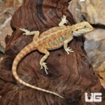Hypo Inferno Blue Bar Bearded Dragon (6-8”) - Image 4