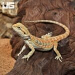 Hypo Inferno Blue Bar Bearded Dragon (6-8”) - Image 3