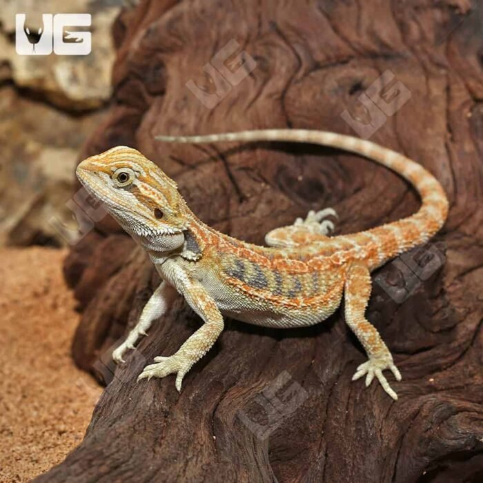 Hypo Inferno Blue Bar Bearded Dragon (6-8”) - Image 3