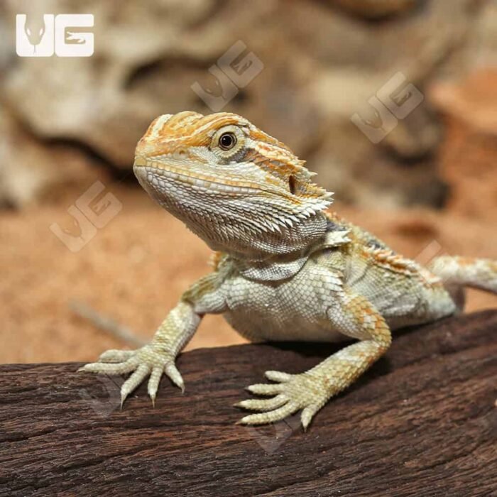 Hypo Inferno Blue Bar Bearded Dragon (6-8”) - Image 2