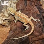 Hypo Inferno Blue Bar Bearded Dragon (6-8”)