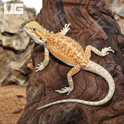 Hypo Inferno Dunner Bearded Dragon