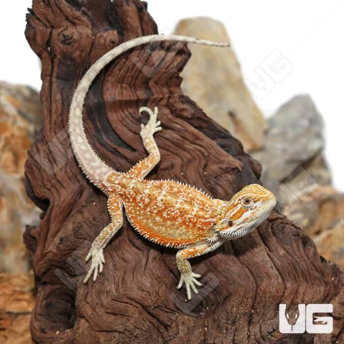 Hypo Inferno Dunner Bearded Dragon - Image 3