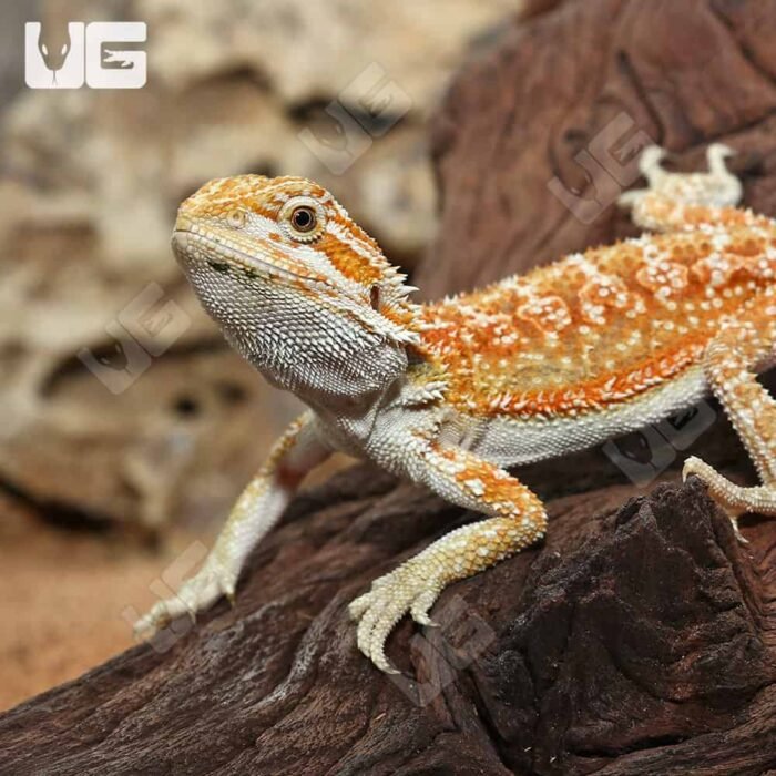 Hypo Inferno Dunner Bearded Dragon - Image 2